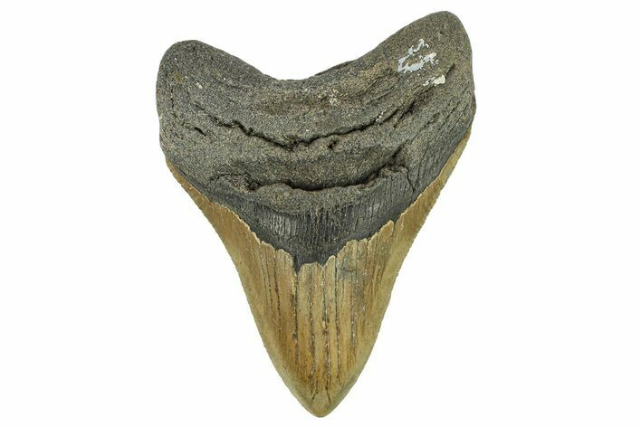 Serrated, Fossil Megalodon Tooth - North Carolina #295367